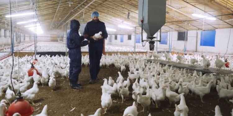 California declara emergencia para contrarrestar y atender los contagios de la gripe aviar