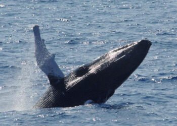 Llega la temporada de ballenas jorobadas en Samaná; descubre el costo y otras curiosidades