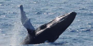 Llega la temporada de ballenas jorobadas en Samaná; descubre el costo y otras curiosidades