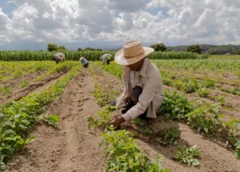 República Dominicana obligada a tecnificar agricultura para no desaparecer como sector