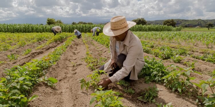 República Dominicana obligada a tecnificar agricultura para no desaparecer como sector