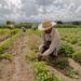 República Dominicana obligada a tecnificar agricultura para no desaparecer como sector