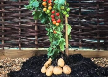 Llega nueva plaga a RD, afecta papa, tomate, ajíes