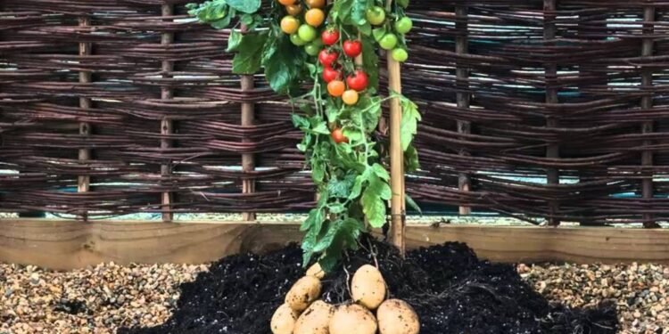 Llega nueva plaga a RD, afecta papa, tomate, ajíes