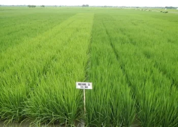 El país importó 4.2 millones de quintales de arroz en el 2024