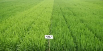 El país importó 4.2 millones de quintales de arroz en el 2024