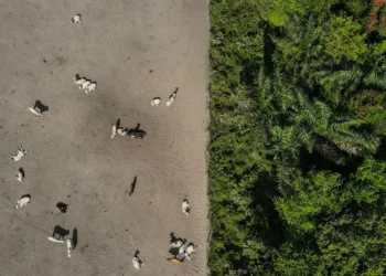 Una cosecha récord y las tierras listas: Brasil, dispuesto a capitalizar la guerra comercial