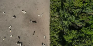 Una cosecha récord y las tierras listas: Brasil, dispuesto a capitalizar la guerra comercial
