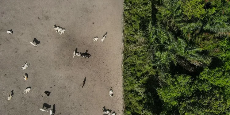 Una cosecha récord y las tierras listas: Brasil, dispuesto a capitalizar la guerra comercial