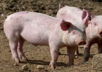 PRM quita la carne de cerdo del plato de las familias