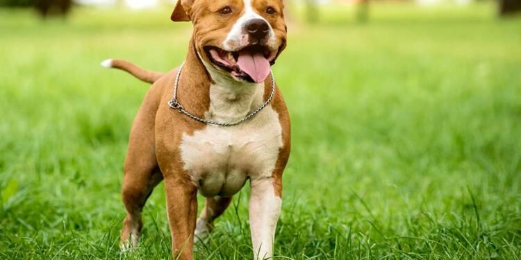 ¡Insólito! Pitbull le dispara con una pistola a su dueño