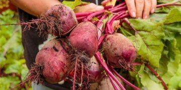 Come remolacha, es una joya de la nutrición