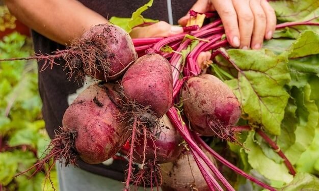 Come remolacha, es una joya de la nutrición