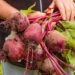 Come remolacha, es una joya de la nutrición