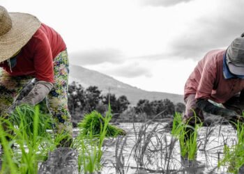 En el sector agropecuario se han perdido 54 mil empleos