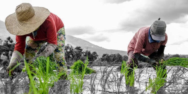 En el sector agropecuario se han perdido 54 mil empleos