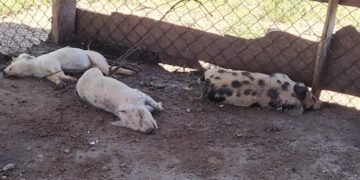 Autoridades confirman brote de fiebre porcina africana en El Pino, Dajabón