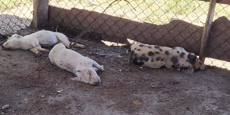 Autoridades confirman brote de fiebre porcina africana en El Pino, Dajabón