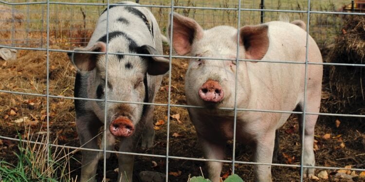 Agricultura descubre fiebre porcina en cuatro provincias del país