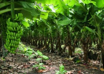 Alrededor de 500 productores de banano dicen que se han ido a la quiebra en Valverde