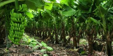 Alrededor de 500 productores de banano dicen que se han ido a la quiebra en Valverde