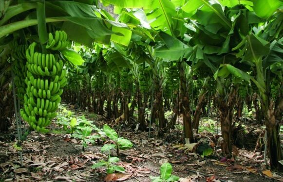 Alrededor de 500 productores de banano dicen que se han ido a la quiebra en Valverde