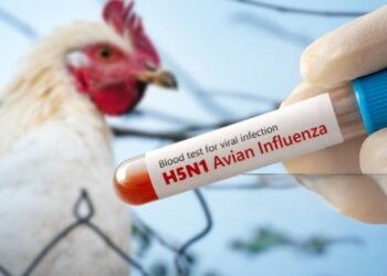 Confirman en México primer caso de influencia aviar H5N1 en humanos