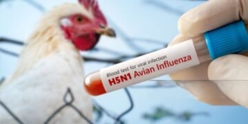 Confirman en México primer caso de influencia aviar H5N1 en humanos
