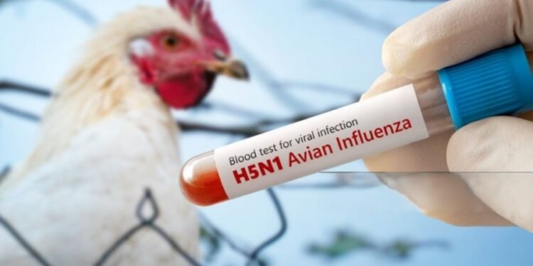 Confirman en México primer caso de influencia aviar H5N1 en humanos