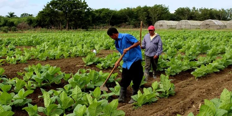 Tabaco dominicano genera más de US$1,340 millones en exportaciones a 148 países