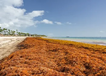 Red Interuniversitaria del Sargazo cita alternativas para convertirlo en una oportunidad económica