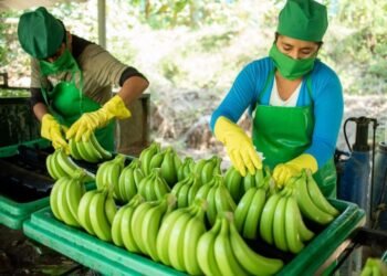 Productores de banano piden intervención del Presidente