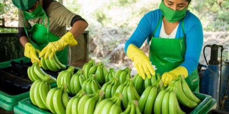 Productores de banano piden intervención del Presidente