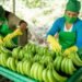 Productores de banano piden intervención del Presidente