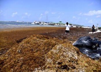 Empresarios y sector turismo piden incluir sargazo en Ley de Residuos Sólidos y devolver proyecto al Congreso