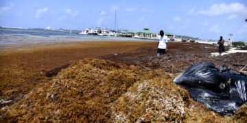 Empresarios y sector turismo piden incluir sargazo en Ley de Residuos Sólidos y devolver proyecto al Congreso