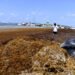 Empresarios y sector turismo piden incluir sargazo en Ley de Residuos Sólidos y devolver proyecto al Congreso