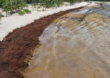 Sargazo llega a Playa Rincón en Samaná y afecta playas de la costa norte.