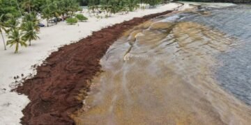 Sargazo llega a Playa Rincón en Samaná y afecta playas de la costa norte.