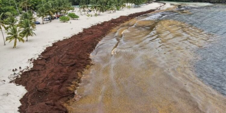 Sargazo llega a Playa Rincón en Samaná y afecta playas de la costa norte.