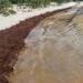Sargazo llega a Playa Rincón en Samaná y afecta playas de la costa norte.