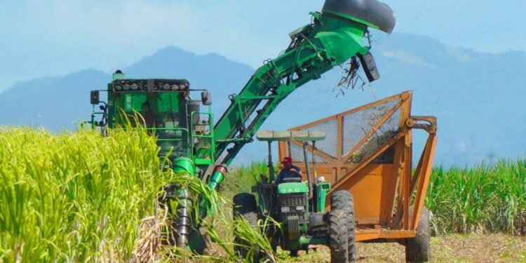 El Central Romana culmina con 306,904 toneladas de azúcar la zafra 2024-2025