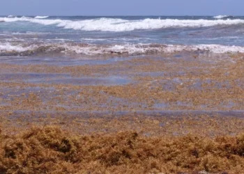 La lucha sin tregua de República Dominicana para limpiar de sargazo sus famosas playas Punta Cana