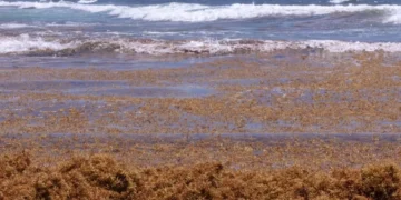 La lucha sin tregua de República Dominicana para limpiar de sargazo sus famosas playas Punta Cana