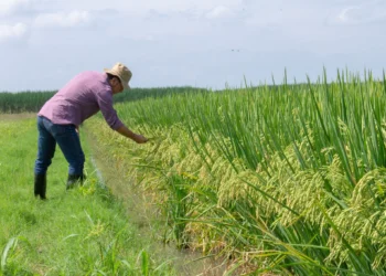 Arroceros denuncia crisis financiera por incumplimientos de acuerdos por parte del gobierno