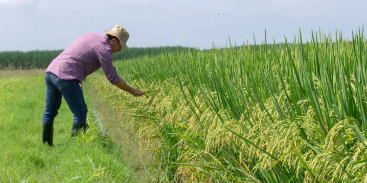Arroceros denuncia crisis financiera por incumplimientos de acuerdos por parte del gobierno