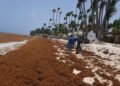 Alertan sobre récord histórico de zargazo en Atlántico tropical