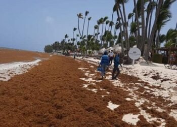 Alertan sobre récord histórico de zargazo en Atlántico tropical