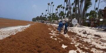 Alertan sobre récord histórico de zargazo en Atlántico tropical