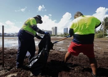 La limpieza del sargazo moviliza a voluntarios en Puerto Rico para salvar la vida marina